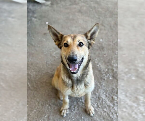 Medium Photo #3 German Shepherd Dog-Unknown Mix Puppy For Sale in Riverside, CA, USA