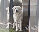 AURORA - Female Great Pyrenees-Unknown Mix Dog for Adoption - Small photo