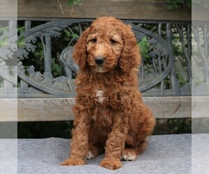Poodle (Standard) Puppy for sale in EAST EARL, PA, USA