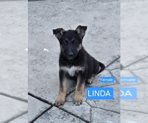 Medium Photo #1 German Shepherd Dog Puppy For Sale in Stockton, CA, USA