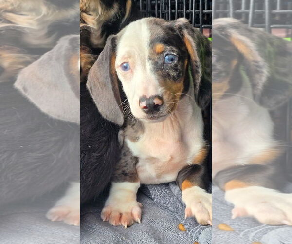 Medium Photo #1 Dachshund Puppy For Sale in Sioux Falls, SD, USA