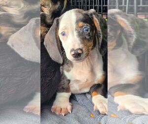 Dachshund Dogs for adoption in Sioux Falls, SD, USA
