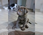 Small Photo #23 Labrador Retriever Puppy For Sale in PAWNEE, IL, USA