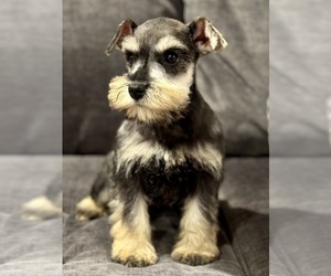 Schnauzer (Miniature) Puppy for Sale in JEFFERSON, Oregon USA