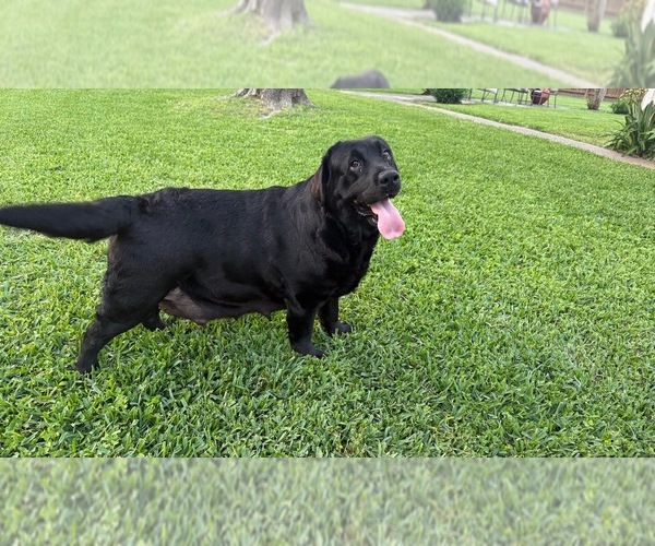 Medium Photo #1 Labrador Retriever Puppy For Sale in PASADENA, TX, USA