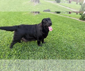 Mother of the Labrador Retriever puppies born on 04/21/2026