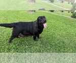 Small Photo #1 Labrador Retriever Puppy For Sale in PASADENA, TX, USA