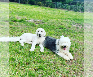 Sheepadoodle Puppy for sale in PALM HARBOR, FL, USA