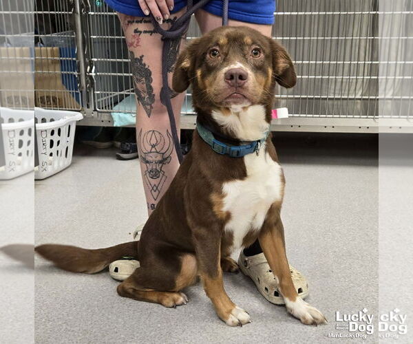 Medium Photo #1 Australian Shepherd-Unknown Mix Puppy For Sale in Washington, DC, USA
