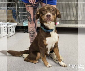 Australian Shepherd-Unknown Mix Dogs for adoption in Washington, DC, USA