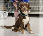 Small Australian Shepherd Mix