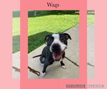 Small Photo #4  Puppy For Sale in , 