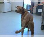Small Labrador Retriever Mix