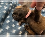 Small Photo #289 Belgian Malinois Puppy For Sale in REESEVILLE, WI, USA