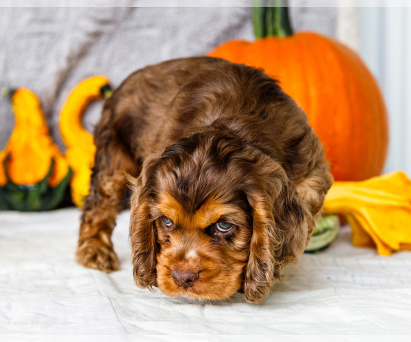 Medium Photo #15 Cocker Spaniel Puppy For Sale in WAKARUSA, IN, USA