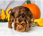 Small Photo #15 Cocker Spaniel Puppy For Sale in WAKARUSA, IN, USA