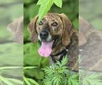 Small #6 Plott Hound Mix