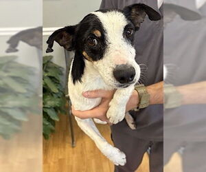 Medium Rat Terrier Mix