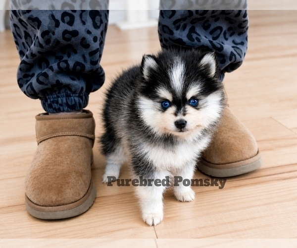 Medium Photo #2 Pomsky Puppy For Sale in KANSAS CITY, MO, USA