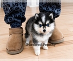 Small #1 Pomsky