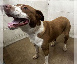 Medium American Pit Bull Terrier