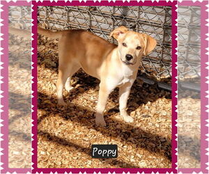 Mutt Dogs for adoption in Granbury, TX, USA