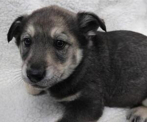 Labrador Retriever-Unknown Mix Dogs for adoption in Thief River Falls, MN, USA