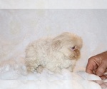 Small #10 Shih Tzu