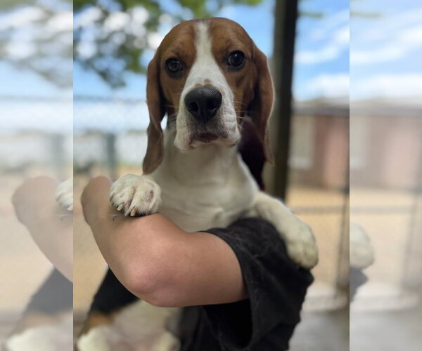 Medium Photo #1 Beagle Puppy For Sale in Matawan, NJ, USA