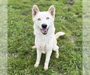 Siberian Husky Dogs for adoption in Modesto, CA, USA