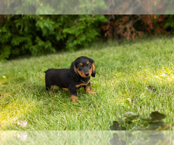 Medium Photo #12 Dachshund Puppy For Sale in MILFORD, IN, USA