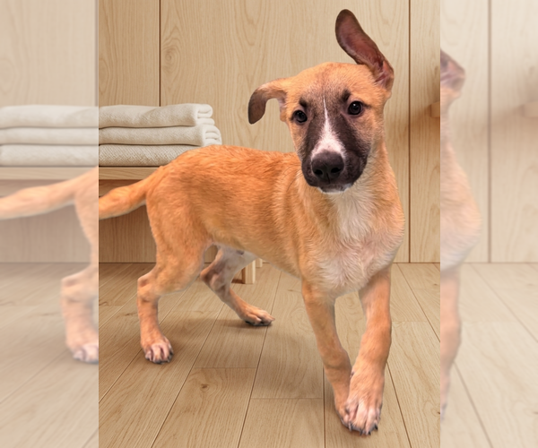 Medium Photo #1 Mutt Puppy For Sale in Genesee, WI, USA