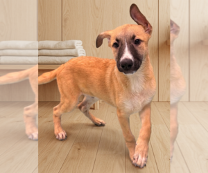 Mutt Dogs for adoption in Genesee, WI, USA