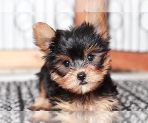 Yorkshire Terrier Puppy for sale in NAPLES, FL, USA