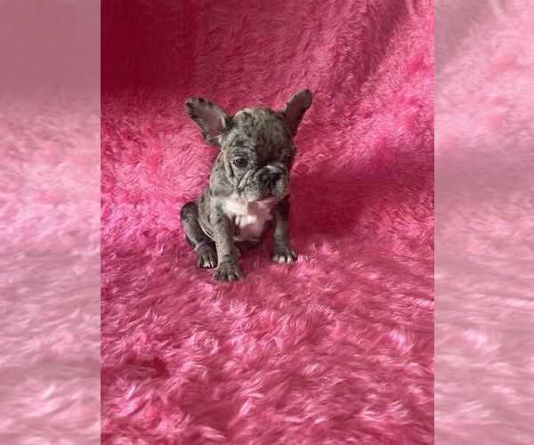 Medium Photo #3 French Bulldog Puppy For Sale in LAKEWOOD, CA, USA