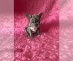 Small Photo #3 French Bulldog Puppy For Sale in LAKEWOOD, CA, USA
