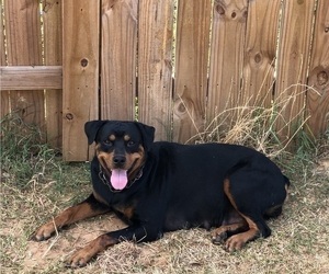 Mother of the Rottweiler puppies born on 04/13/2022