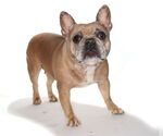 Small #1 French Bulldog Mix