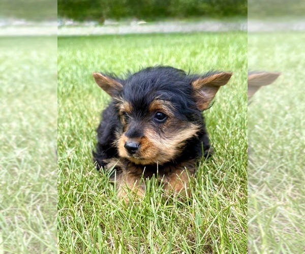Medium Photo #5 Yorkshire Terrier Puppy For Sale in FAIR HAVEN, MI, USA