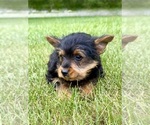 Small #4 Yorkshire Terrier