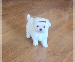 Maltese Litter for sale in SANTA CLARITA, CA, USA