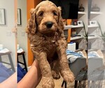 Small Photo #4 Goldendoodle Puppy For Sale in WEST HILLS, CA, USA