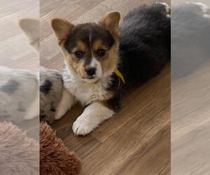 Pembroke Welsh Corgi Puppy for sale in BRIGGSDALE, CO, USA