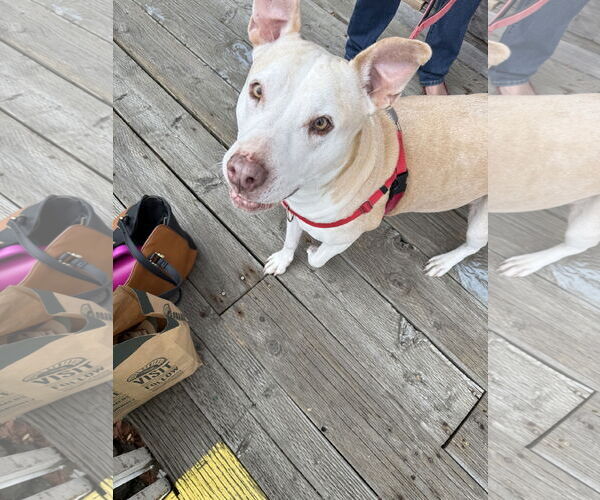 Medium Photo #4 Labrador Retriever-Staffordshire Bull Terrier Mix Puppy For Sale in Bellevue, WA, USA