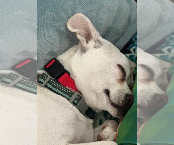 Medium Photo #4 Mutt Puppy For Sale in Escondido, CA, USA