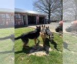 Small Photo #1 German Shepherd Dog Puppy For Sale in VEVAY, IN, USA