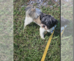 Small #3 Shih Tzu Mix