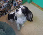Small Photo #3 Cavachon Puppy For Sale in PATERSON, NJ, USA