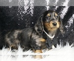 Puppy AKC Starfire Dachshund