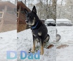 Small Photo #6 German Shepherd Dog-Siberian Husky Mix Puppy For Sale in JOHNS ISLAND, SC, USA
